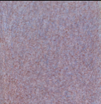 Coyote Clay & Color - Pixie Wings