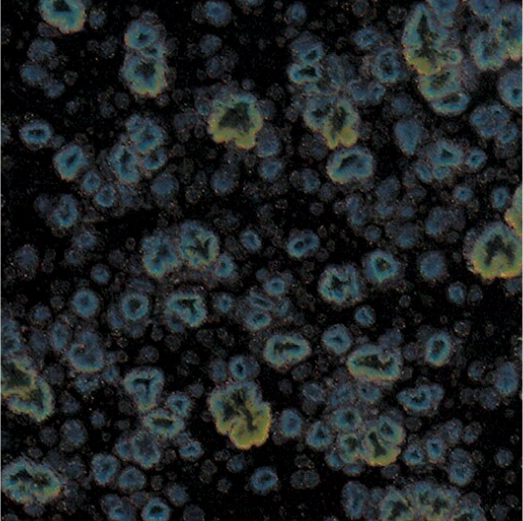 Obsidian - 16oz - Mayco Jungle Gems